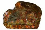 Iridescent Ammolite (Fossil Ammonite Shell) - Alberta, Canada #156820-1